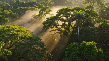 Dense green canopy of Amazon rainforest stretches endlessly under misty morning light with rays piercing through leaves