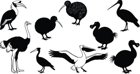 Exotic Flightless And Rare Bird Silhouettes Set, Kiwi Dodo Ostrich Pelican Toucan Species, Isolated Black Wildlife Vector Illustration For Education And Design © Hello World