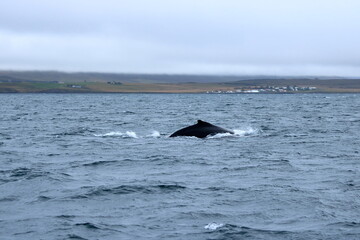 Fototapeta premium humpback whale in the Eyjafjordur fjord, Iceland