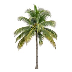 Obraz premium Isolated tropical palm tree with coconuts stands tall on a white background.