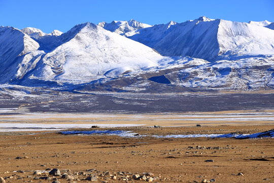 wild Tibetan antelope in Tibet, China, Asia