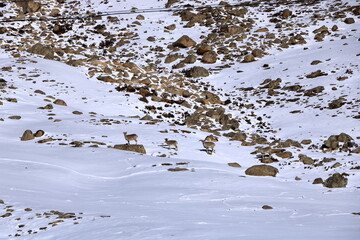Group Four Bharal Himalayan Blue