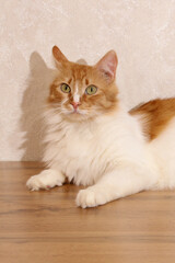 feline portrait, Ginger cat  lying on table amidst cozy setting