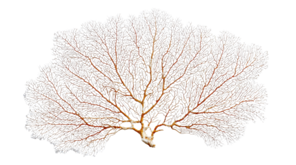 Coral sea fan structure, a marine organism on a transparent background, depicting ocean biology and underwater life