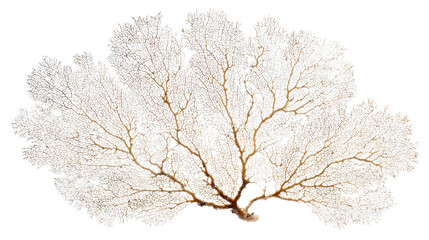 Naklejka premium Branching sea fan coral creating intricate pattern, ocean conservation and marine biology concept on transparent background