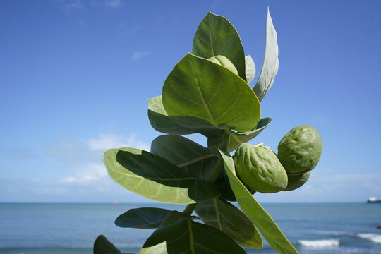 Calotropis procera is a medicinal plant. Plant parts, especially the bark and leaves, are used medicinally. On Mirelles beach, Fortaleza - Cear&aacute;, Brazil.