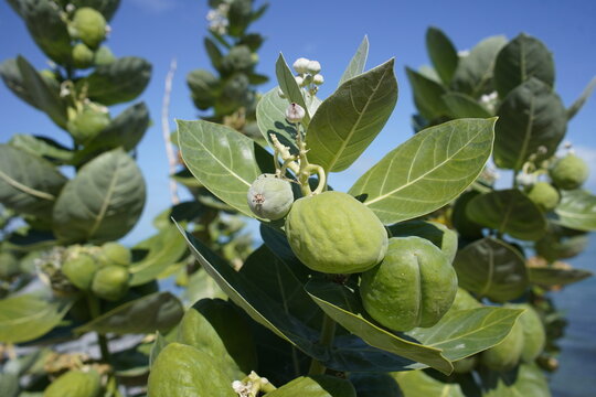 Calotropis procera is a medicinal plant. Plant parts, especially the bark and leaves, are used medicinally. On Mirelles beach, Fortaleza - Cear&aacute;, Brazil.