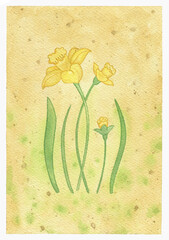 Watercolor narcissus with green leaves, watercolor Floral branch illustration