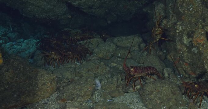 California lobsters hiding in small cave.