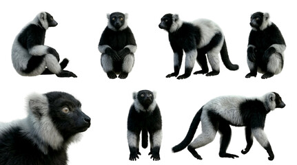 set of a black and white ruffed lemur in different poses, sitting, walking, standing isolated on a transparent background