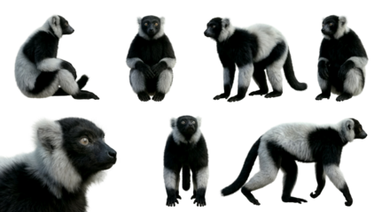set of a black and white ruffed lemur in different poses, sitting, walking, standing isolated on a transparent background