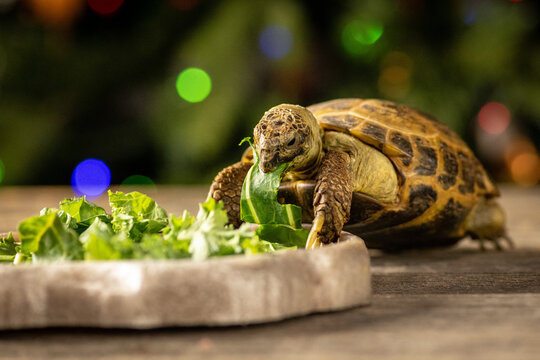 Russian tortoise (Testudo horsfieldii) portrait with colorful bokeh background. Concept of pet care, wildlife, nature, slow life, and reptile photography.