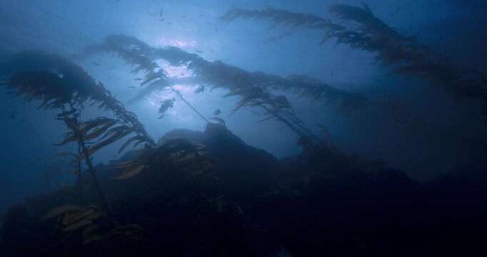 Fish on top of dark kelp reef in slight curremt.