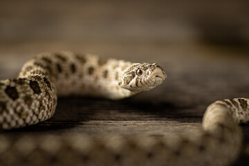 Fototapeta premium Close-up of a western hognose snake (Heterodon nasicus) head photographed with shallow depth of field against a natural wooden surface. Concept of exotic pets, reptile care, wildlife, and macro animal