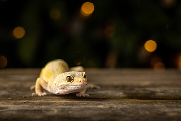 Leopard gecko portrait. Close-up of a leopard gecko (Eublepharis macularius) photographed with...
