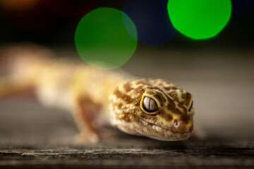 Leopard gecko portrait. Close-up of a leopard gecko (Eublepharis macularius) photographed with...