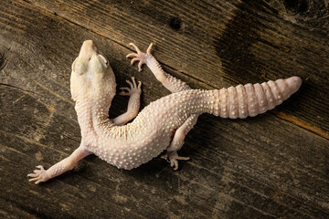 Leopard gecko portrait. Close-up of a leopard gecko (Eublepharis macularius) photographed top down with rugged wood background. Isolated subject. © RousePhotography