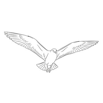 flying seagull isolated on white