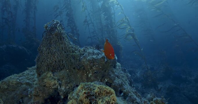 Remains of giant kelp holdfast with garibaldi.