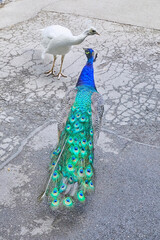 Obraz premium A blue peacock and a rare albino peacock strut around the zoo.