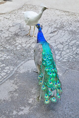 Obraz premium A blue peacock and a rare albino peacock strut around the zoo.