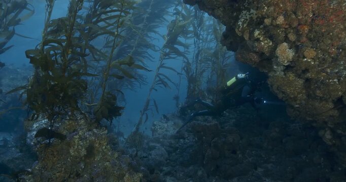 Scuba diver swims toward rock wall in kelp.