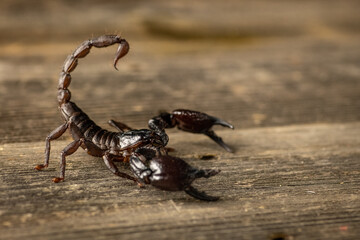 Close-up of an Asian forest scorpion (Heterometrus species) photographed with shallow depth of...