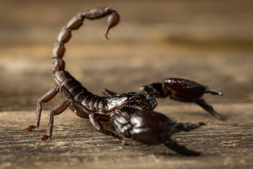 Close-up of an Asian forest scorpion (Heterometrus species) photographed with shallow depth of...