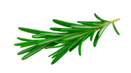 Fototapeta premium Fresh rosemary herb isolated on transparency background, vibrant green needle like leaves, aromatic culinary ingredient, natural and organic, healthy cooking concept