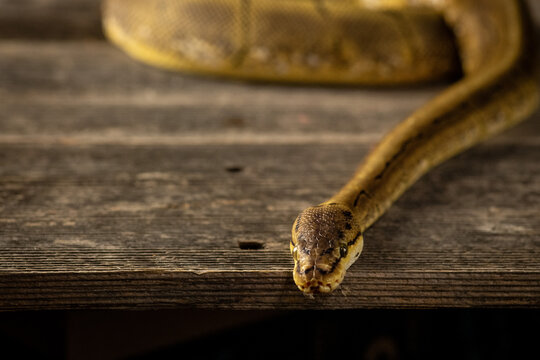 Ball python portrait on wooden background.
Close-up of a ball python (Python regius) head photographed with shallow depth of field against a natural wooden surface. Concept of exotic pets,reptile care