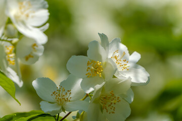 やわらかな光に包まれる白いバイカウツギの花