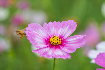 Obraz premium ピンクのコスモスに近づくミツバチの飛翔シーン