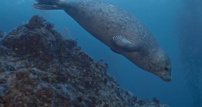 Very young harbor seal checks out divers fin.