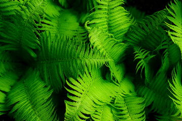 Beautiful fresh green ferns leaves as background in sunlight. © Anna Efetova