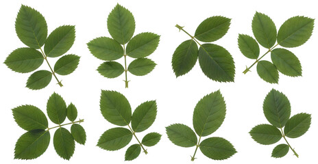 Fototapeta premium Several realistically rendered, dark green, slightly textured, individual maple leaves with prominent veins and natural imperfections are arranged in a grid, isolated on transparent background.