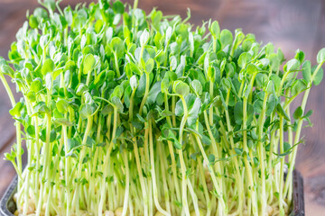Fototapeta premium Vibrant pea shoots sprouting densely in dark tray against rich wooden background