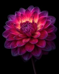 Vibrant Pink Dahlia Flower on Black Background Macro