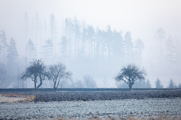 The photo captures a foggy landscape in Highland, Czech Republic, where trees stand against a backdrop of misty forest, and the foreground features plowed fields lightly covered with frost.