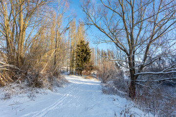 A snow-covered path winds through a forest in the Highland region of the Czech Republic, with bare trees and bushes under a clear blue sky, capturing the serene beauty of winter.