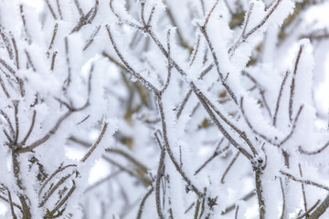 Close-up shot of tree branches heavily covered in frost create a wintry scene in Highland, Czech Republic, their intricate patterns highlighted against a blurred, bright background.