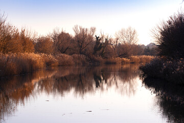 Sunset on the river, brown reeds and trees  on the river bank, reflected in the water.