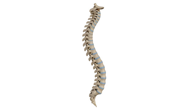 Human Spine Illustration: An anatomical illustration showcases the delicate and complex structure of the human spine.