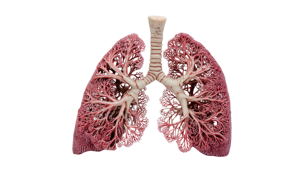 Human lungs and bronchial tree anatomy presenting the respiratory system internal structure on a transparent background