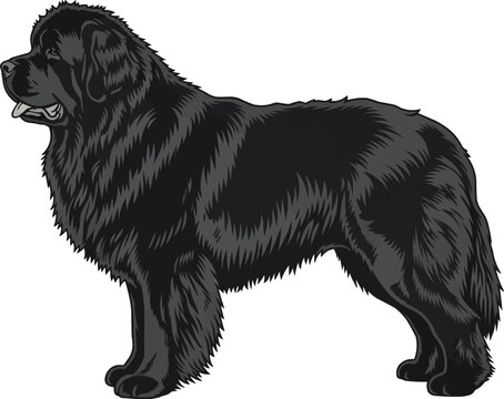 Newfoundland Dog standing side profile view looking away