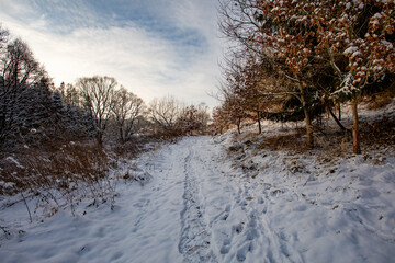 A snow-covered path leads through a winter forest in the Highland of the Czech Republic, with footprints visible in the fresh snow under a cloudy sky.