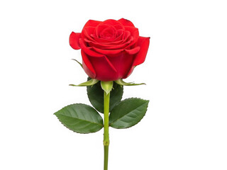 Single red rose on a stem