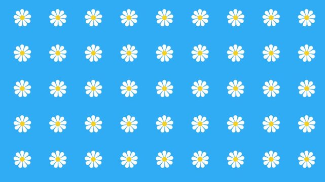collection set pattern of floral daisy Chamomile flower grid looping motion graphic on blue background, seamless background with flowers, camomile chamomiles repeated geometric motif video animation 