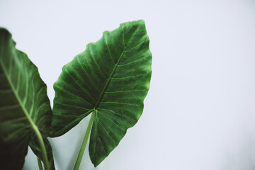 Two beautiful tropical leaves on white wall background. Place for text.