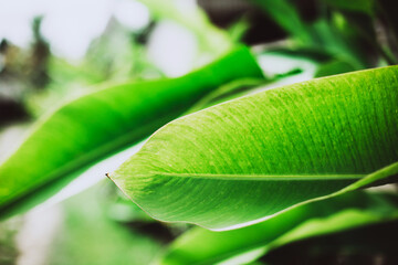 Beautiful tropical leaves macro. Jungles in Indonesia Bali.