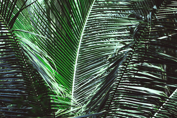 Tropical palm leaves. Can be used as green pattern background.